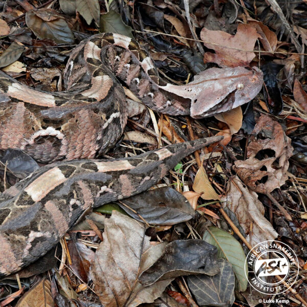 Western Gaboon Adder - African Snakebite Institute