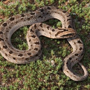 Night Adders - African Snakebite Institute