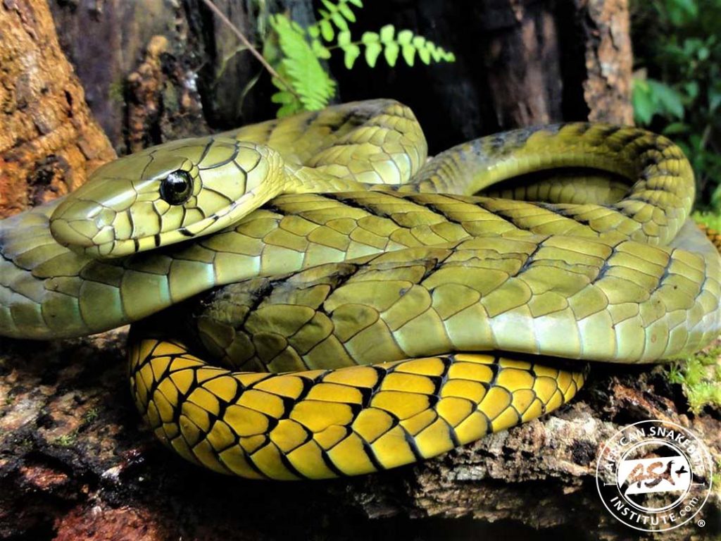 Western Green Mamba - African Snakebite Institute