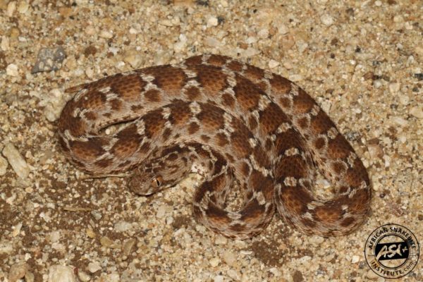 North-east African Carpet Viper - African Snakebite Institute