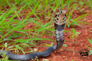 Forest Cobra - African Snakebite Institute