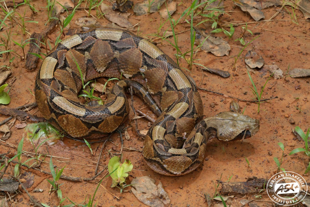 Gaboon Adder - African Snakebite Institute