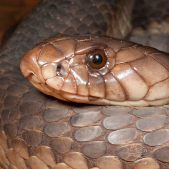 Anchieta’s Cobra - African Snakebite Institute