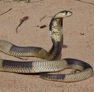 Snouted Cobra - African Snakebite Institute