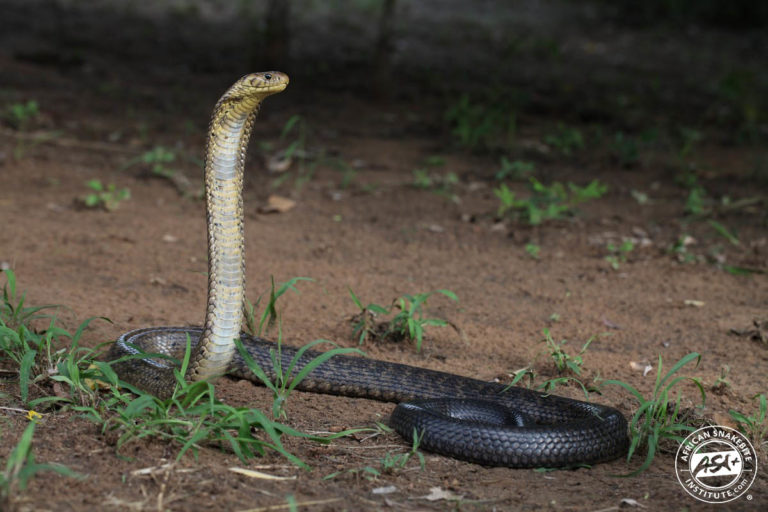 Forest Cobra - African Snakebite Institute