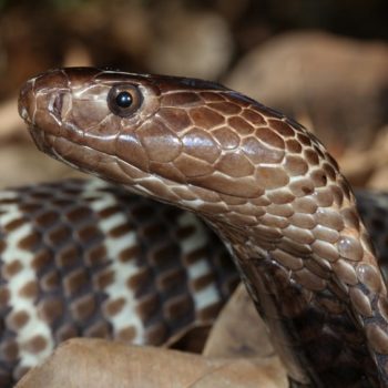 Zebra Cobra - African Snakebite Institute