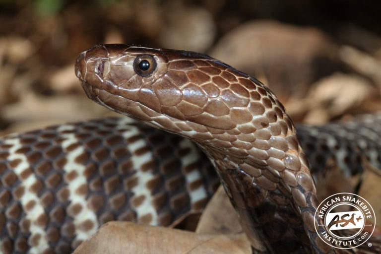 Zebra Cobra - African Snakebite Institute