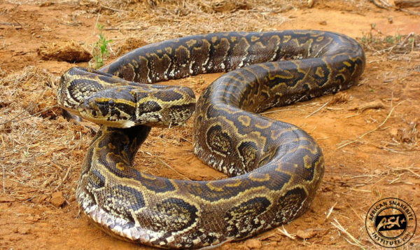 African Rock Python African Snakebite Institute   Python Sebae Bio Ken Galana Kenya Steve Spawls 600x357 