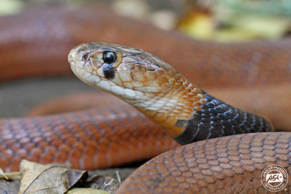 Red Spitting Cobra - African Snakebite Institute