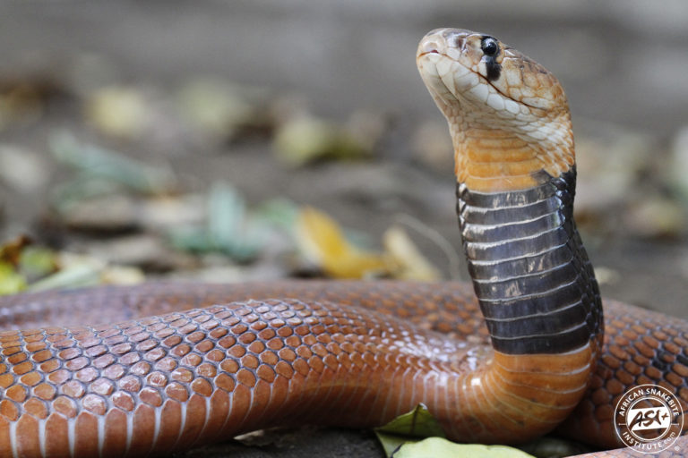 Red Spitting Cobra - African Snakebite Institute