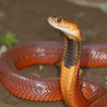 Red Spitting Cobra - African Snakebite Institute