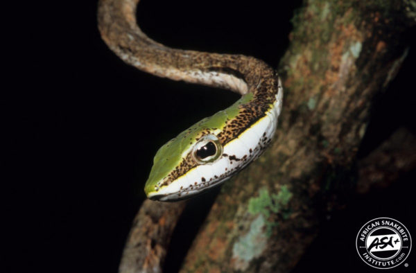 Eastern Vine Snake - African Snakebite Institute