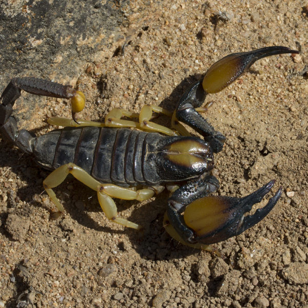 Scorpions - Page 2 of 4 - African Snakebite Institute