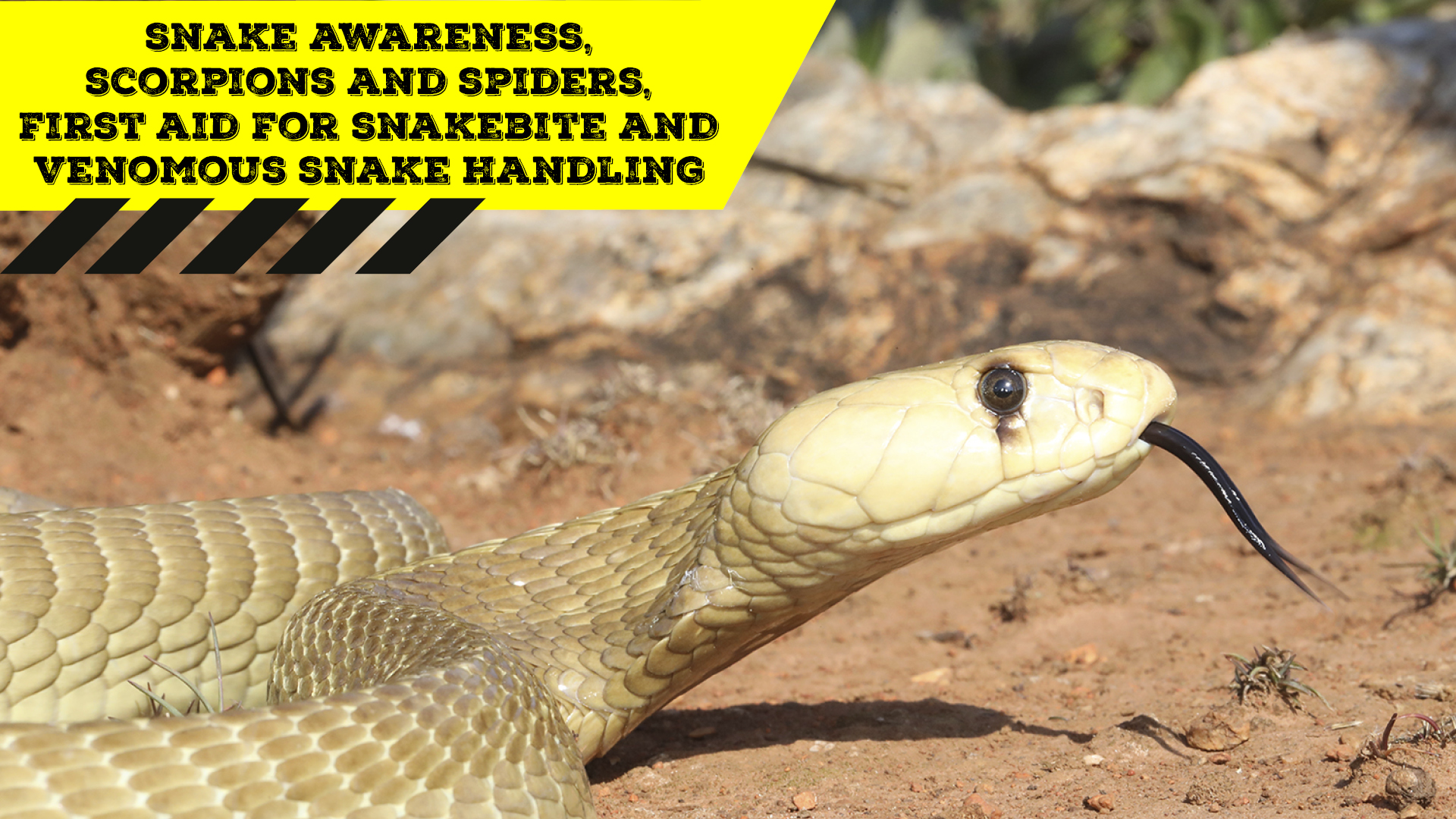 Snake Awareness & Venomous Snake Handling (Western Cape) - 2020-02-08