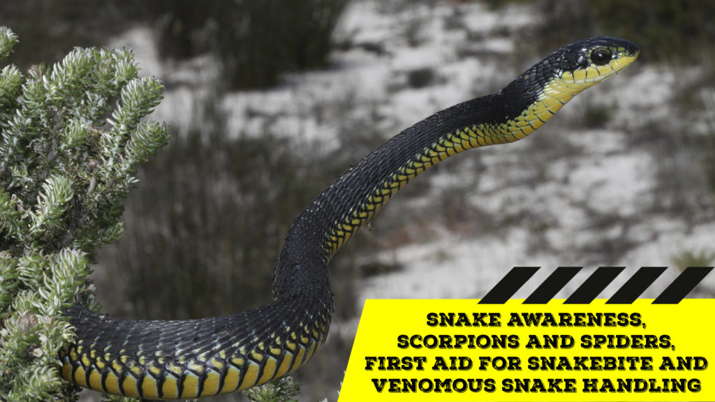 Snake Awareness & Venomous Snake Handling (Western Cape) - 2020-03-21-