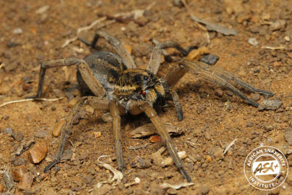 Wolf Spider - African Snakebite Institute