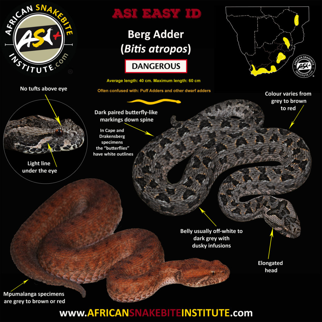 Snake Comparison - Berg Adder vs Puff Adder - African Snakebite Institute