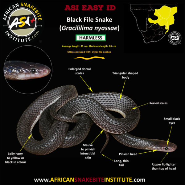 Black File Snake - African Snakebite Institute