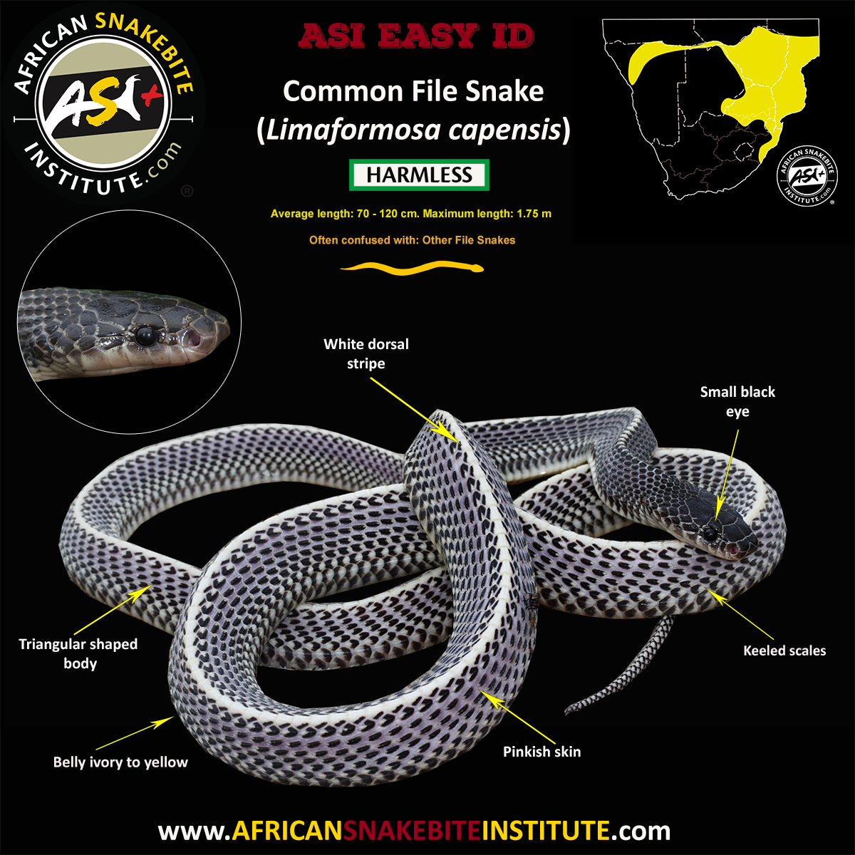 Common File Snake - African Snakebite Institute