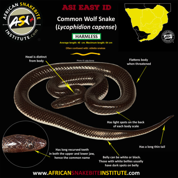 Snake Comparison - Common Wolf Snake vs Bibron's Stiletto Snake ...