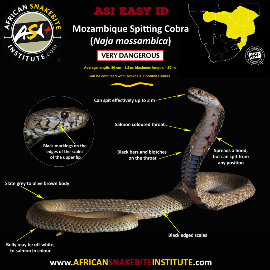 Mozambique Spitting Cobra - African Snakebite Institute