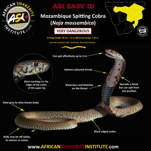 Snake Comparison - Mozambique Spitting Cobra vs Rinkhals - African ...