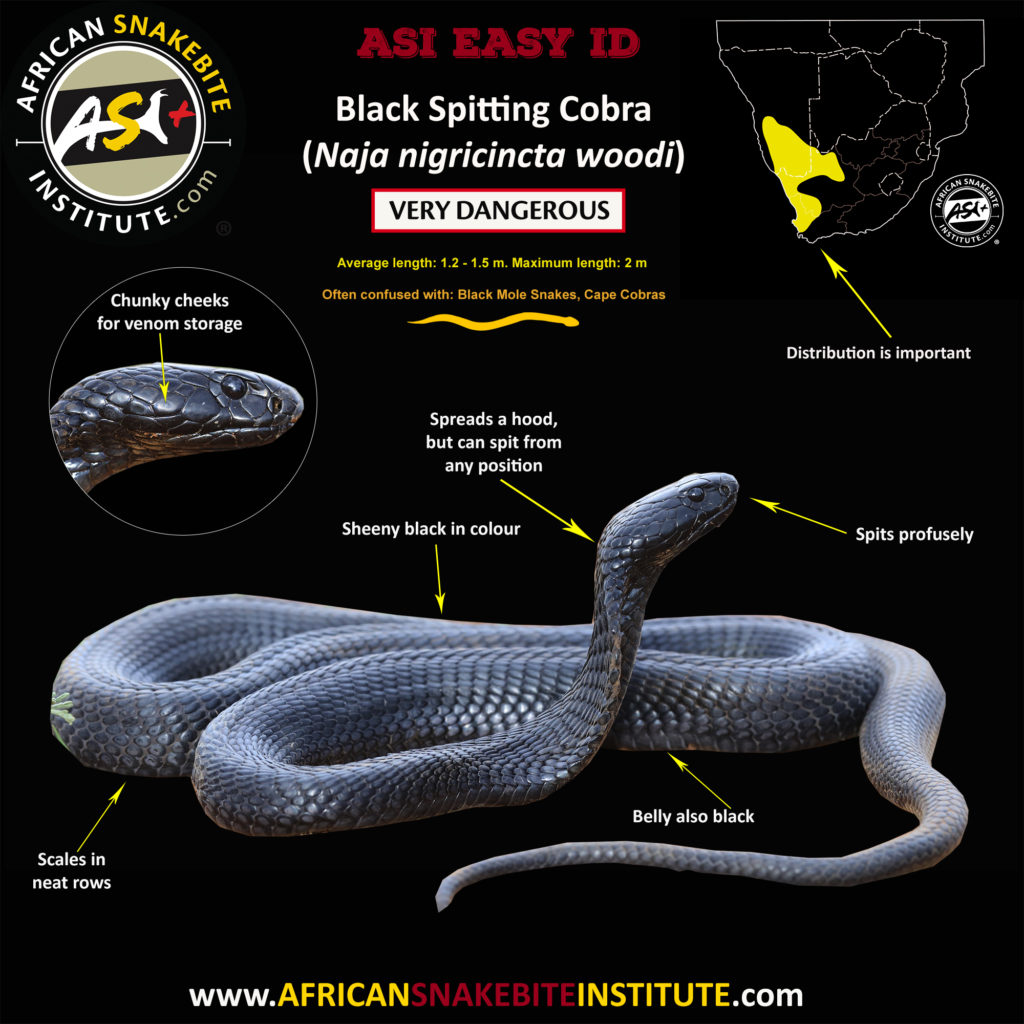 Black Spitting Cobra - African Snakebite Institute