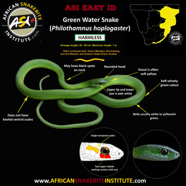 The 6 Common Green Snakes of South Africa - African Snakebite Institute