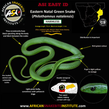 Identifying The Green Snakes Of Southern Africa - African Snakebite ...