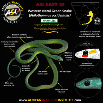 Identifying The Green Snakes Of Southern Africa - African Snakebite ...