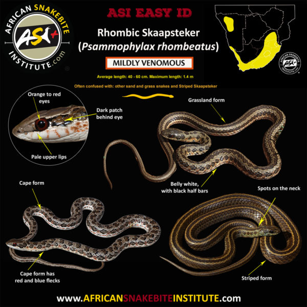 Snake Comparison - Spotted Skaapsteker (Striped form) vs Striped ...