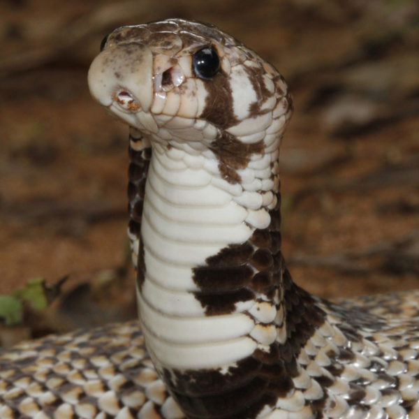 Snakes - Page 2 of 15 - African Snakebite Institute