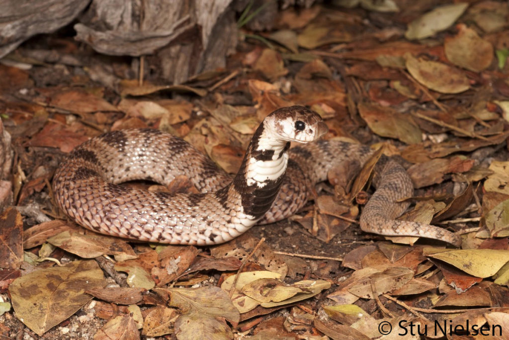 Intermediate Shield-nose Snake - African Snakebite Institute