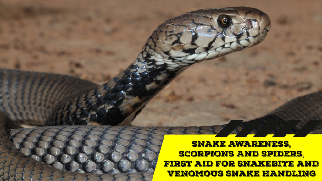 Snake Awareness & Venomous Snake Handling (Limpopo) - 2020-07-04 ...