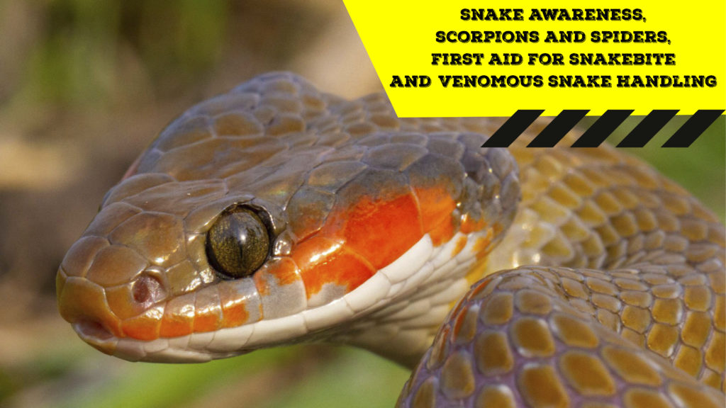 Snake Awareness & Venomous Snake Handling (Gauteng) - 2020-07-25 ...