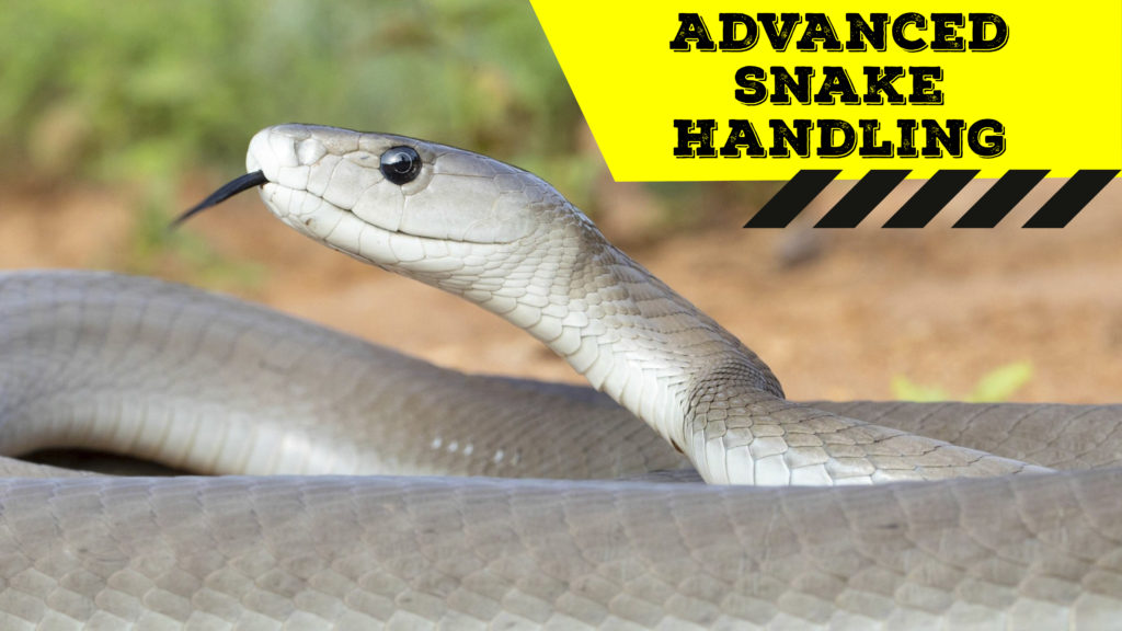 Advanced Snake Handling (Gauteng) - 2019-04-07 - African Snakebite ...