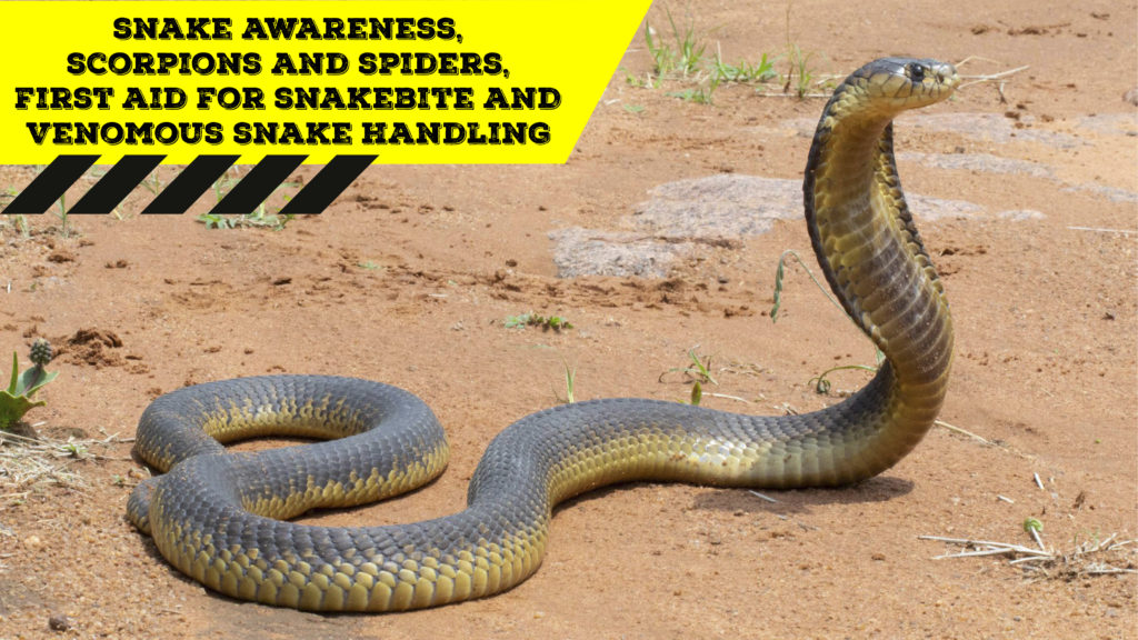 Snake Awareness & Venomous Snake Handling (Limpopo) - 2020-08-22 ...