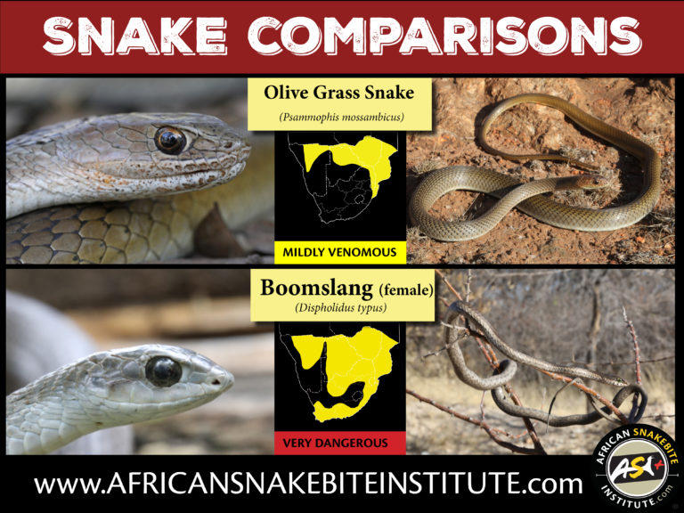 Snake Comparison - Olive Grass Snake vs Boomslang - African Snakebite ...