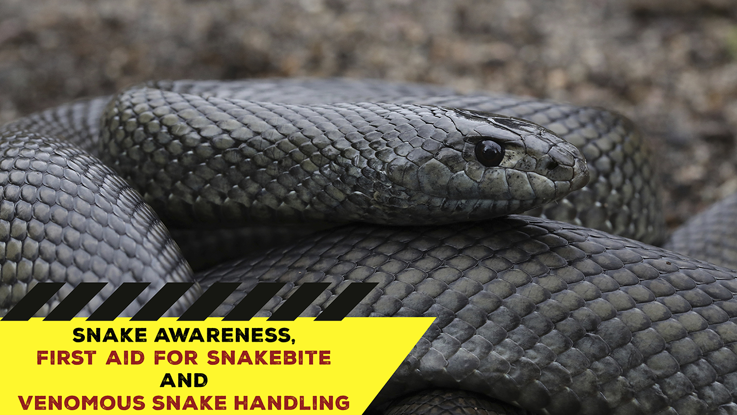 Snake Awareness & Venomous Snake Handling (Western Cape) - 2021-01-23