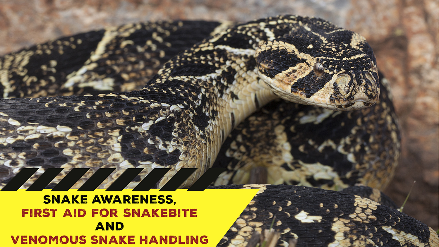 Snake Awareness & Venomous Snake Handling (Western Cape) - 2021-02-20