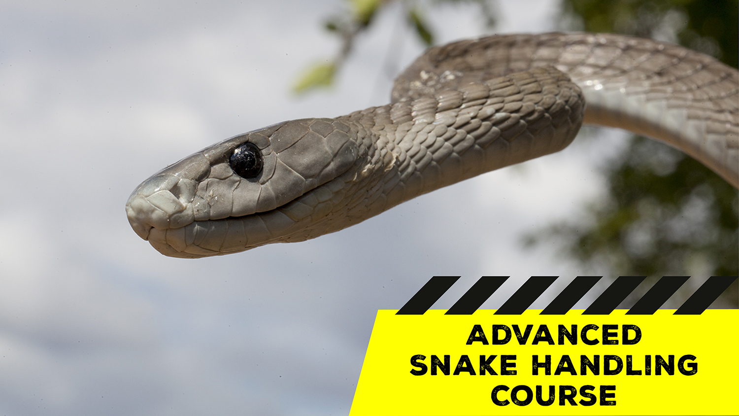 Advanced Snake Handling (Gauteng) - 2021-03-28 - African Snakebite ...