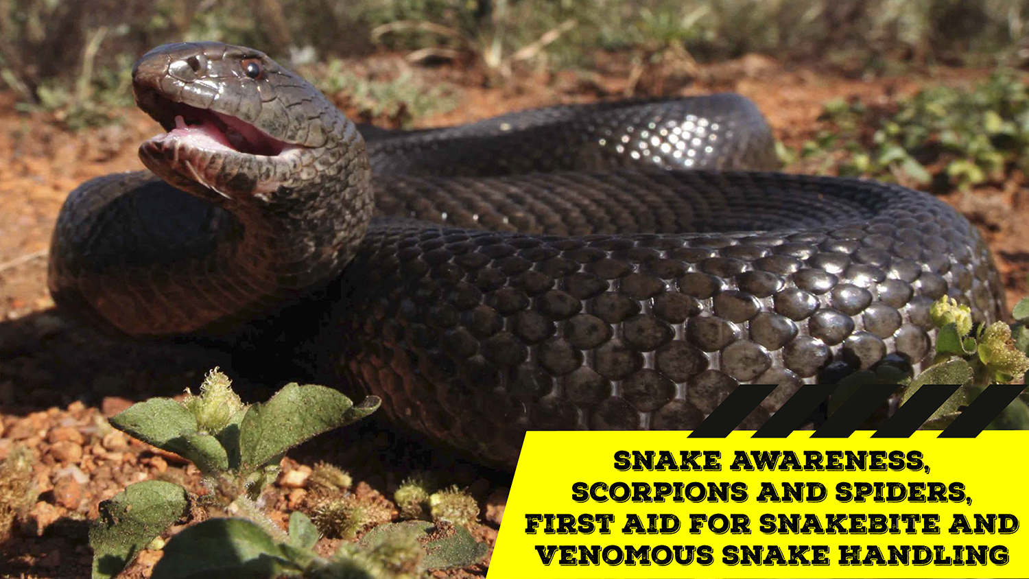 Snake Awareness & Venomous Snake Handling (Western Cape) - 2021-03-20