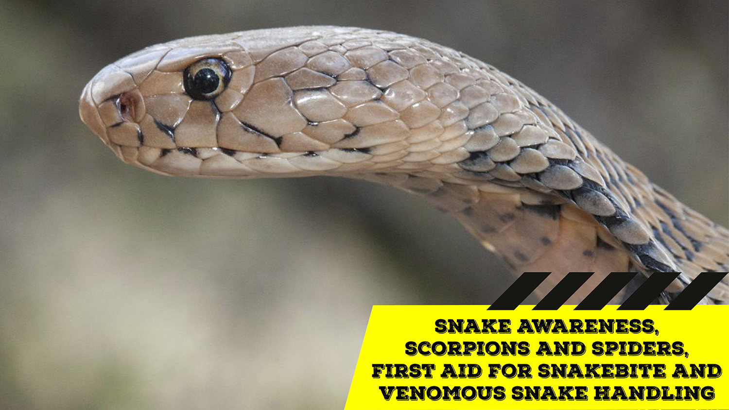 Snake Awareness & Venomous Snake Handling (Gauteng) - 2021-03-27 ...