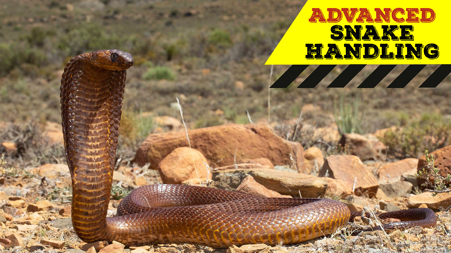 Advanced Snake Handling (Western Cape) - 2021-04-18 - African Snakebite ...