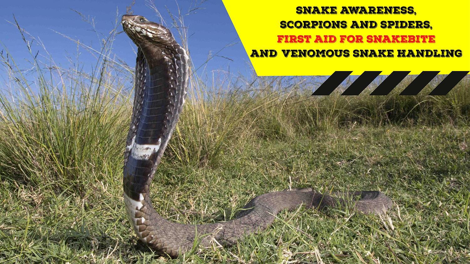 Snake Awareness & Venomous Snake Handling (Gauteng) - 2021-04-24 ...