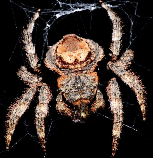 Bark Spider - African Snakebite Institute