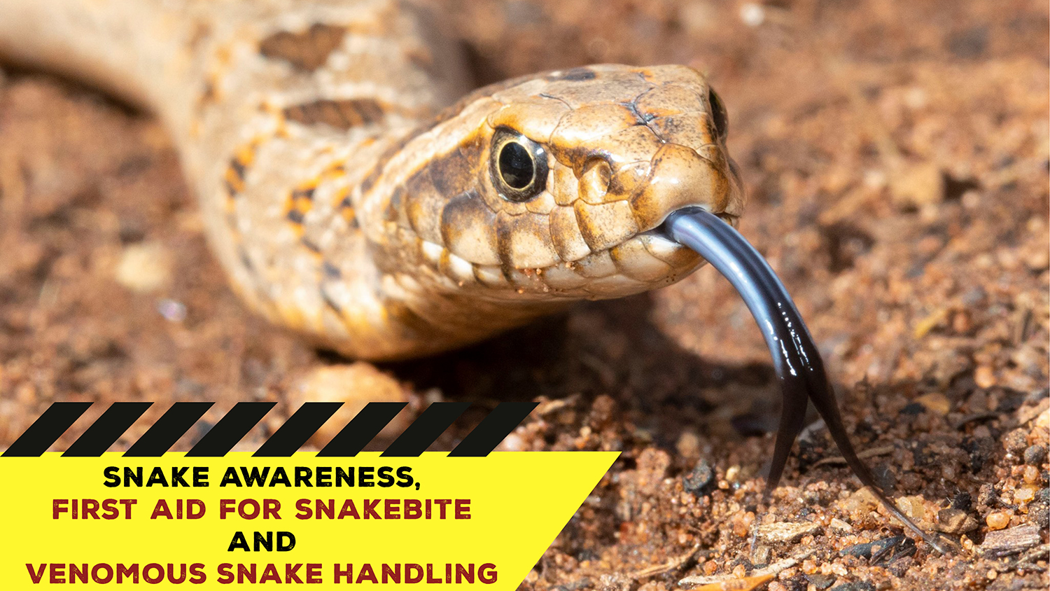 Snake Awareness & Venomous Snake Handling (Gauteng) - 2021-07-31