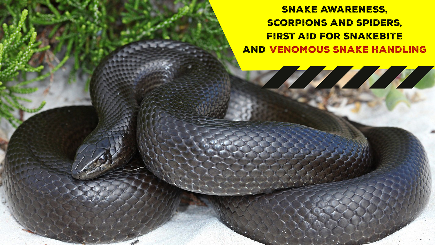 Snake Awareness & Venomous Snake Handling (Western Cape) - 2021-07-24