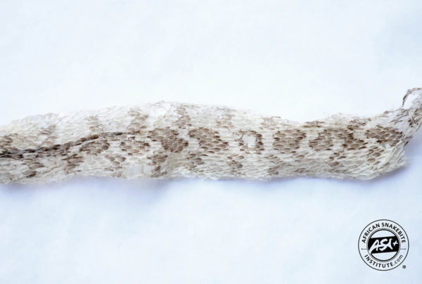 Identifying Snake Skins - African Snakebite Institute