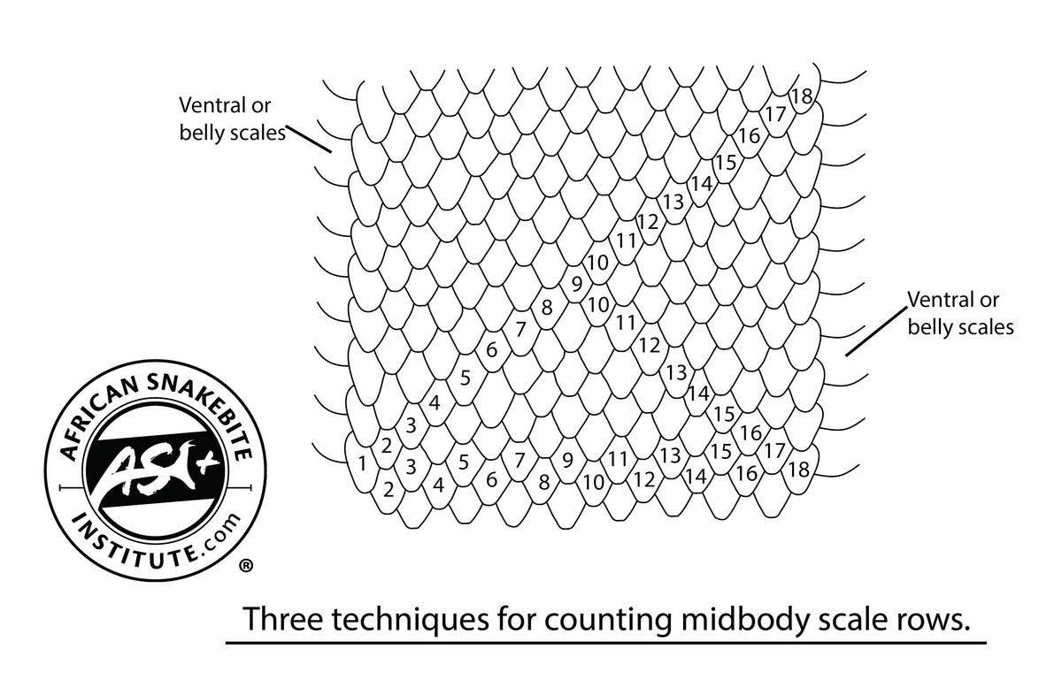 Identifying Snake Skins African Snakebite Institute